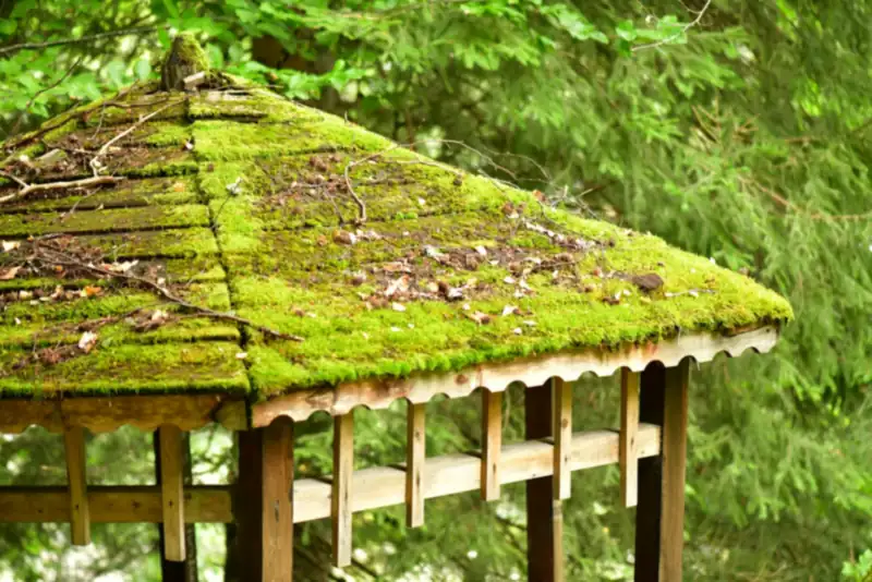 Thick green moss growing on a wooden roof in front of evergreen trees (stock photo)